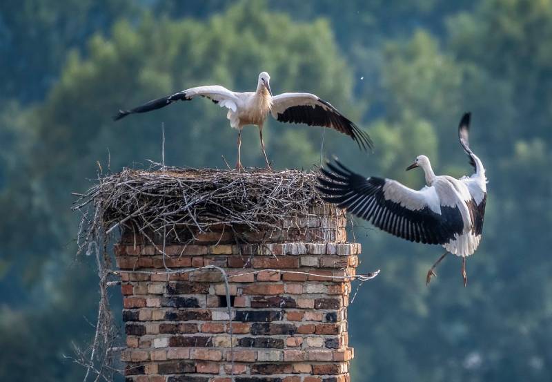 Professional Chimney Animal Removal Services in Largo, Florida