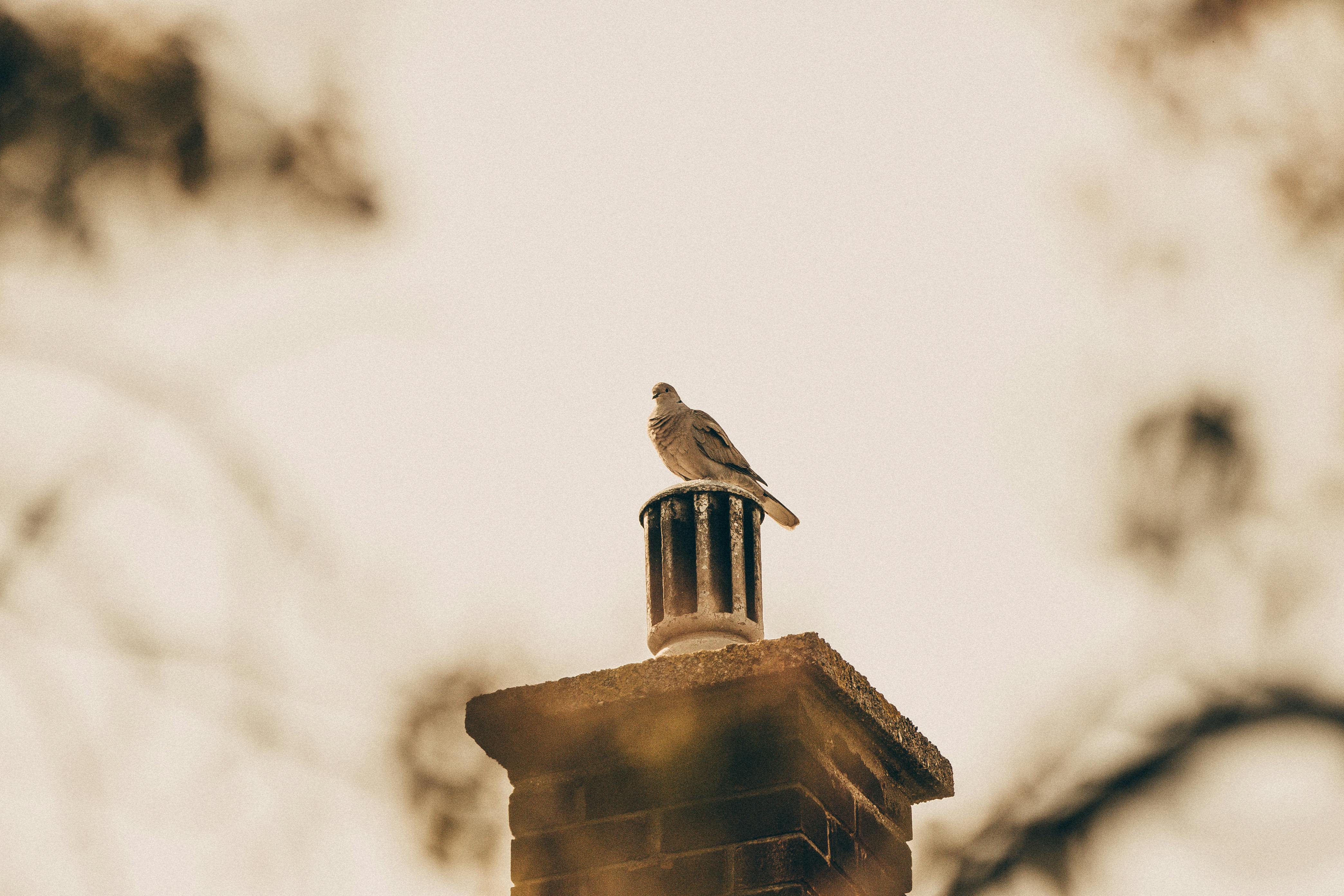 Professional Chimney Cap Installation Services in Largo, FL Expert Chimney Cap Installation in Largo, Florida